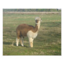 Suche nach alpaka poster Für alle