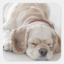 Suche nach schlafend aufkleber Haustiere