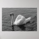 Suche nach weißer schwan poster Wasservögel