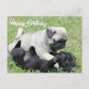 Suche nach mops party postkarten Glücklicher geburtstag