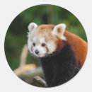 Suche nach roter panda aufkleber Natur