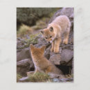 Suche nach südamerikanische karte postkarten Fuchs