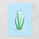 Suche nach galanthus Blume