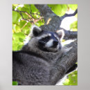 Suche nach waschbär poster Baum