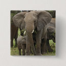 Suche nach afrikanischer elefant buttons Loxodonta africana