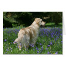 Suche nach retreiver postkarten Foto