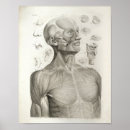 Suche nach kopf anatomie poster Zeichnend