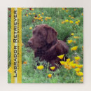 Suche nach schokoladen labrador puzzle Hund