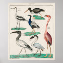 Suche nach 1843 poster Vögel