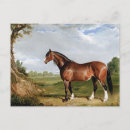 Suche nach clydesdale postkarten Pferd