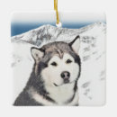 Suche nach schlittenhunde ornamente Alaskan malamute
