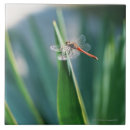 Suche nach libelle fliesen Rot