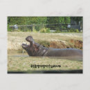 Suche nach hippopotamuses postkarten Nilpferd