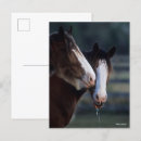 Suche nach clydesdales postkarten Kopfschuss