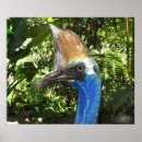 Suche nach cassowary poster Australisch