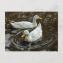 Suche nach weiße ente postkarten Vögel