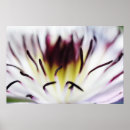 Suche nach clematis blume poster Für alle