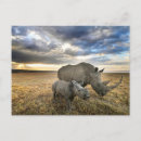 Suche nach nashorn postkarten Tiere