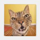 Suche nach humorvolle katze magnete Spaß