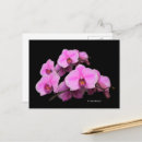 Suche nach phalaenopsis postkarten Pflanze