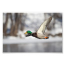 Suche nach enten flug poster Wasservögel