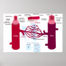 Suche nach arterien poster Blut