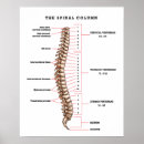 Suche nach anatomische poster Medizinische