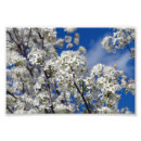 Suche nach baumblüten poster Für alle