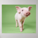 Suche nach ferkel poster Schwein