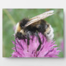 Suche nach hummel fotoplatten Für alle