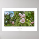 Suche nach frühjahr poster Blume