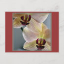 Suche nach phalaenopsis postkarten Blüte
