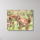 Suche nach wildlife leinwandbilder Wildnis