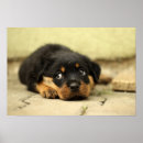 Suche nach schöne hunde poster Süß
