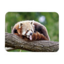Suche nach roter panda magnete Kawaii