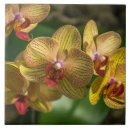 Suche nach gelbe orchideen fliesen Für alle
