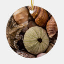 Suche nach muscheln ornamente Ozean