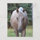 Suche nach gelding Pferd