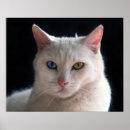 Suche nach cat eyes poster Feline