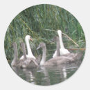 Suche nach cygnet aufkleber Weiß