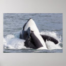 Suche nach schwertwal poster Orca