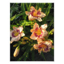 Suche nach oriental poster Foto