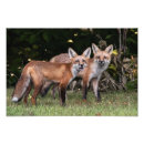 Suche nach red fox kunst Wald
