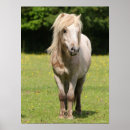 Suche nach shetland pony poster Stehend