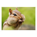 Suche nach chipmunk foto poster Wild