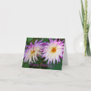 Suche nach weiße dahlie karten Fotografie
