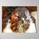 Suche nach hawker poster Tiere