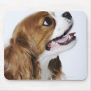 Suche nach tierköpfe mousepads Tierkörperteil