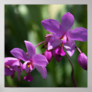 Suche nach wilde orchidee Lila