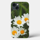 Suche nach leucanthemum Flora